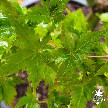 Acer-palmatum-Kinky-Krinkle-ete-2