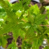 Acer-palmatum-Kinky-Krinkle-ete-2