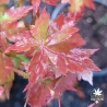Acer-palmatum-Kinky-Krinkle-automne
