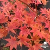 Acer-palmatum-Ki-hachijo-automne