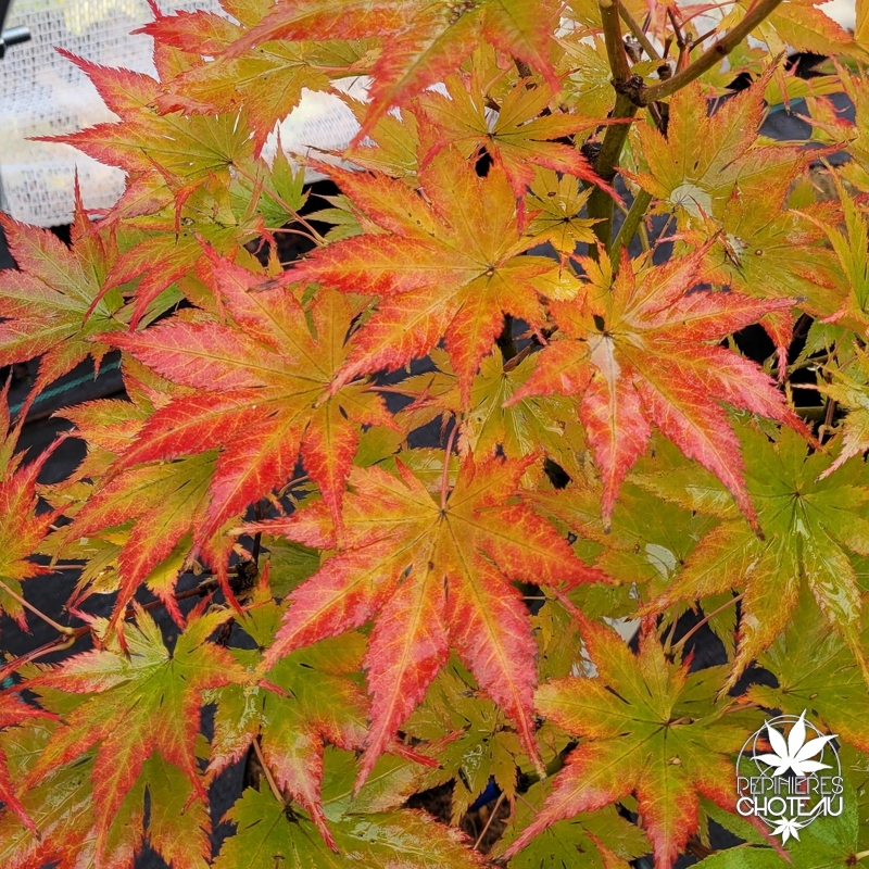 Acer-palmatum-Ki-hachijo-automne-2