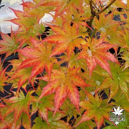 Acer-palmatum-Ki-hachijo-automne-2
