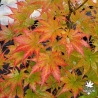 Acer-palmatum-Ki-hachijo-automne-2