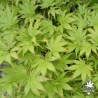 acer-palmatum-ki-hachijo-ete