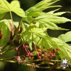 acer-palmatum-ki-hachijo-fleurs