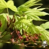 acer-palmatum-ki-hachijo-fleurs