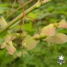 acer-palmatum-ki-hachijo-fruits