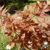 acer-palmatum-ki-hachijo-printemps-2