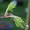 acer-palmatum-ki-hachijo-printemps