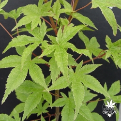 Acer-palmatum-Kawahara-rose-ete