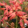 Acer-palmatum-Kawahara-rose-printemps