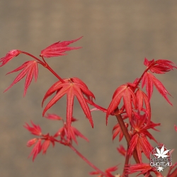 Acer-palmatum-Kawahara-rose-printemps