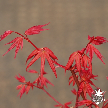 Acer-palmatum-Kawahara-rose-printemps