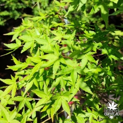 Acer-palmatum-Katsura-hime-ete