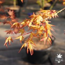 Acer-palmatum-Katsura-hime-printemps