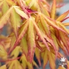 Acer-palmatum-Katsura-hime-printemps