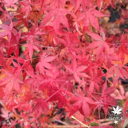 Acer-palmatum-Katsura-automne-2