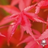 Acer-palmatum-Katsura-automne-2