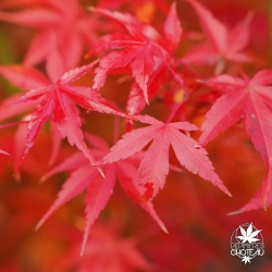 Acer-palmatum-Katsura-automne-2