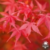Acer-palmatum-Katsura-automne-2