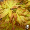 acer-palmatum-katsura-debut-d-ete