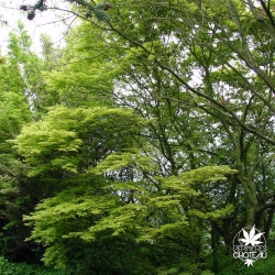acer-palmatum-katsura-ete-adulte