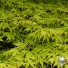 acer-palmatum-katsura-ete