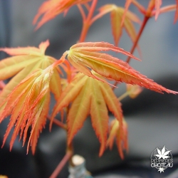 acer-palmatum-katsura-printemps-2