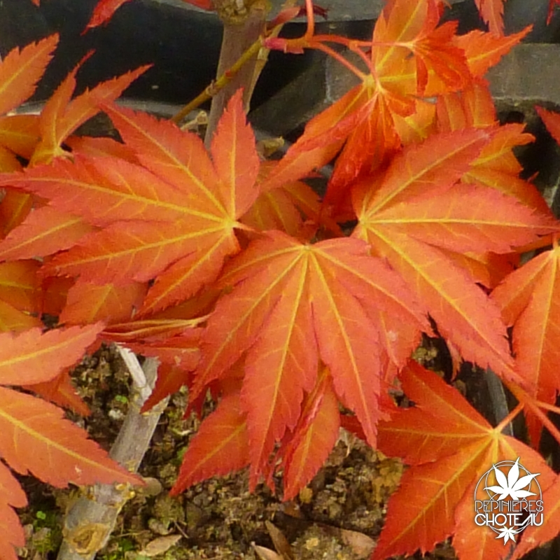 acer-palmatum-katsura-printemps-2