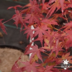 Acer-palmatum-Kashima-automne