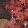 Acer-palmatum-Kashima-automne