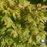 acer-palmatum-kashima-debut-d-ete