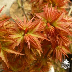acer-palmatum-kashima-printemps