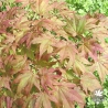acer-palmatum-kasagi-yama-fin-d-ete