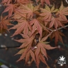 Acer-palmatum-Kasagi-yama-printemps-2