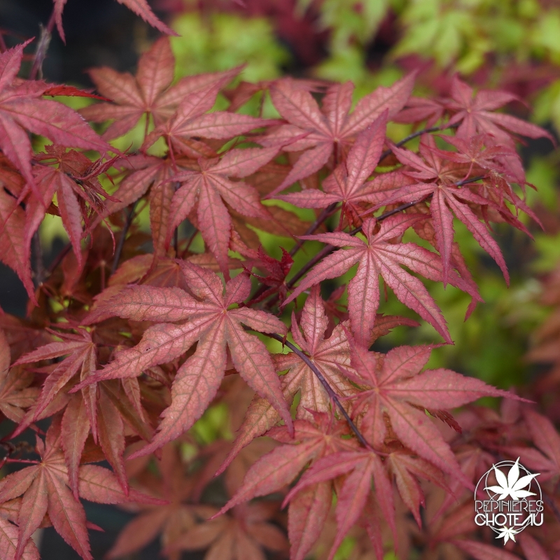 Acer-palmatum-Kasagi-yama-printemps-2