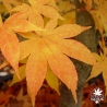 acer-palmatum-kagero-automne