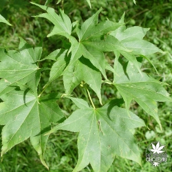 acer-palmatum-kagero-ete