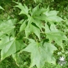 acer-palmatum-kagero-ete