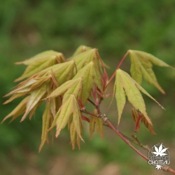 acer-palmatum-kagero-printemps