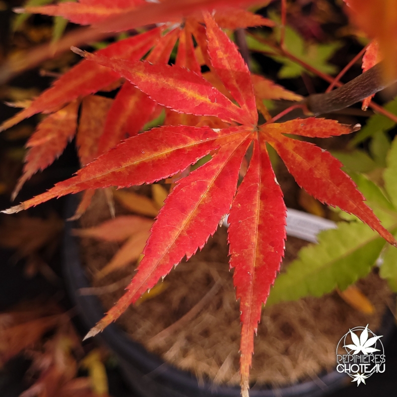 Acer-palmatum-Kaga-otama-gawa-automne
