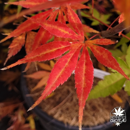 Acer-palmatum-Kaga-otama-gawa-automne