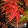 Acer-palmatum-Kaga-otama-gawa-automne