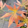 Acer-palmatum-Kaga-otama-gawa-début-automne