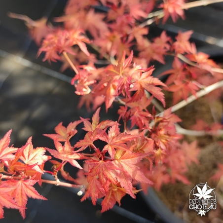 Acer-palmatum-Johnnie-s-pink-printemps