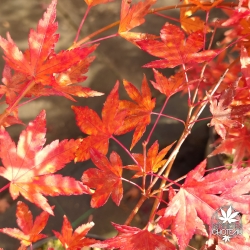 acer-palmatum-jiro-shidare-automne-2