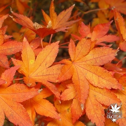acer-palmatum-jiro-shidare-automne-2