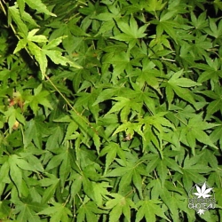 acer-palmatum-jiro-shidare-ete