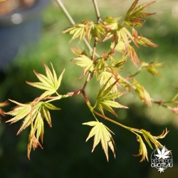 acer-palmatum-jiro-shidare-printemps