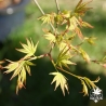 acer-palmatum-jiro-shidare-printemps